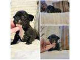 French Bulldog Puppy for sale in Camden, SC, USA