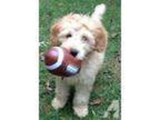 Goldendoodle Puppy for sale in DAVIS, IL, USA