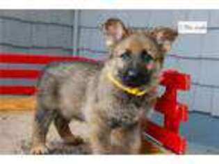 German Shepherd Dog Puppy for sale in South Bend, IN, USA