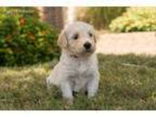Goldendoodle Puppy for sale in Frisco, TX, USA