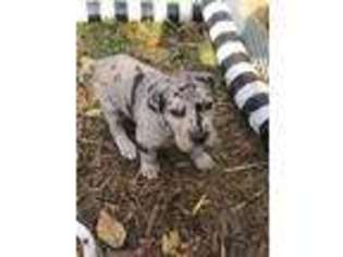 Great Dane Puppy for sale in Hinton, OK, USA