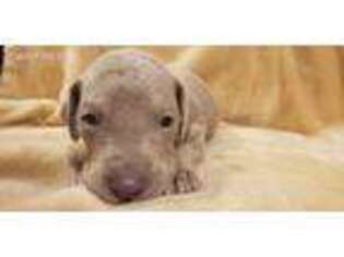 Great Dane Puppy for sale in Rockford, IL, USA