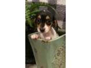 Dachshund Puppy for sale in Montgomery, AL, USA