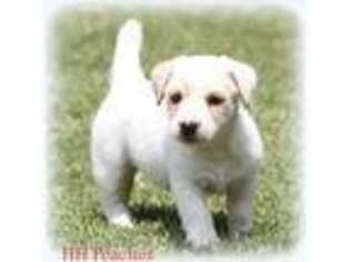 Jack Russell Terrier Puppy for sale in Alexander, AR, USA