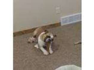 Bulldog Puppy for sale in Little Falls, MN, USA