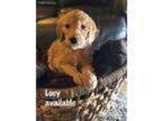 Goldendoodle Puppy for sale in Kennedy, MN, USA