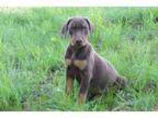 Doberman Pinscher Puppy for sale in Trenton, GA, USA