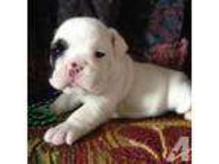 Bulldog Puppy for sale in ALMA, NY, USA
