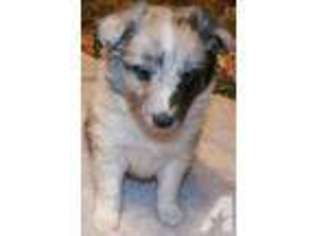 Shetland Sheepdog Puppy for sale in NACOGDOCHES, TX, USA