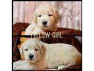 Golden Retriever Puppy for sale in Clay City, IL, USA