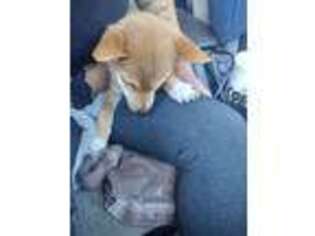 Shiba Inu Puppy for sale in Yorba Linda, CA, USA