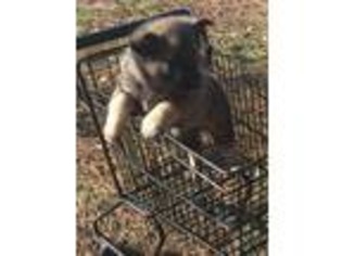Norwegian Elkhound Puppy for sale in Jonesboro, GA, USA