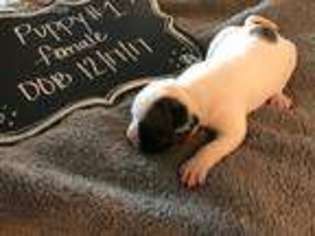 American Bulldog Puppy for sale in Burkburnett, TX, USA