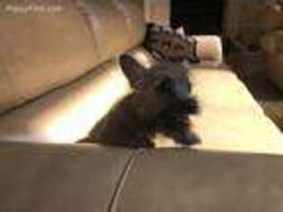 Cairn Terrier Puppy for sale in Houston, TX, USA