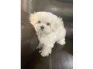 Maltese Puppy for sale in Pineville, LA, USA