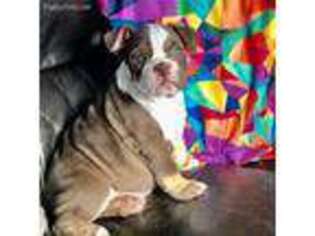 Olde English Bulldogge Puppy for sale in Zionsville, IN, USA