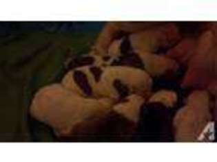 American Bulldog Puppy for sale in CENTERVILLE, IA, USA