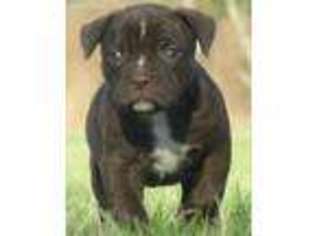 Alapaha Blue Blood Bulldog Puppy for sale in Jesup, GA, USA