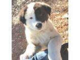 Akita Puppy for sale in Falcon, CO, USA