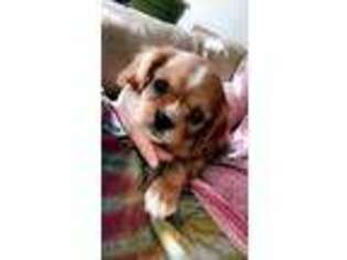 Cavalier King Charles Spaniel Puppy for sale in Broomfield, CO, USA