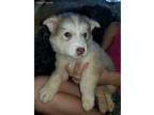 Siberian Husky Puppy for sale in Greenfield Center, NY, USA