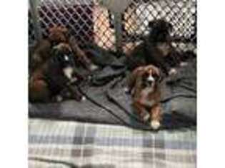 Boxer Puppy for sale in Leavenworth, KS, USA