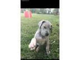 Great Dane Puppy for sale in Byrdstown, TN, USA