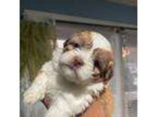 Bichon Frise Puppy for sale in Greenvale, NY, USA