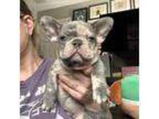 French Bulldog Puppy for sale in Bristol, CT, USA