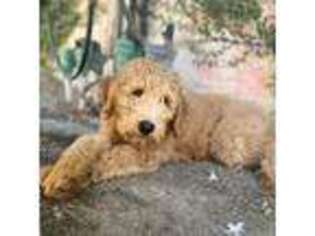 Goldendoodle Puppy for sale in South San Francisco, CA, USA