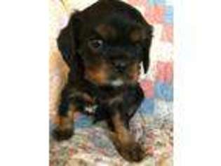 Cavalier King Charles Spaniel Puppy for sale in Asheville, NC, USA