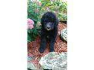 Mutt Puppy for sale in Hillsboro, OH, USA