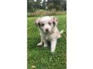 Border Collie Puppy for sale in Chardon, OH, USA