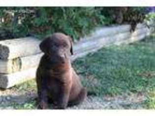 Labrador Retriever Puppy for sale in Hagerstown, IN, USA