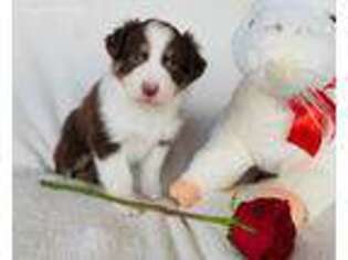 Australian Shepherd Puppy for sale in Richland, WA, USA