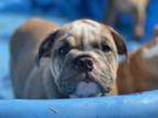 Bulldog Puppy for sale in Vancouver, WA, USA