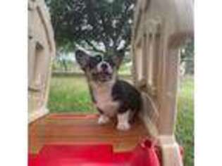 Pembroke Welsh Corgi Puppy for sale in Austin, TX, USA