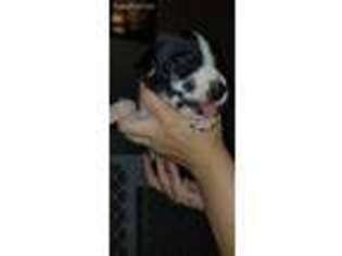 Great Dane Puppy for sale in Bonaire, GA, USA