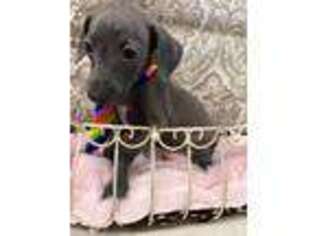 Italian Greyhound Puppy for sale in Havana, AR, USA