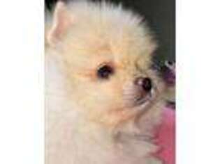 Pomeranian Puppy for sale in Boynton Beach, FL, USA