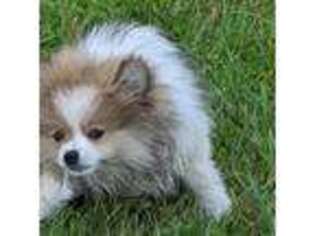 Pomeranian Puppy for sale in Mount Jackson, VA, USA