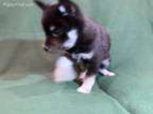 Alaskan Klee Kai Puppy for sale in Savage, MN, USA