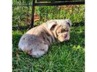 Bulldog Puppy for sale in Pine Bush, NY, USA
