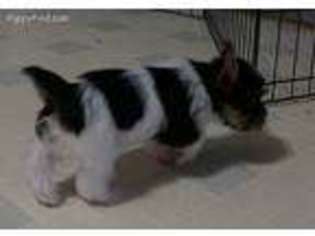 Yorkshire Terrier Puppy for sale in Brighton, IL, USA