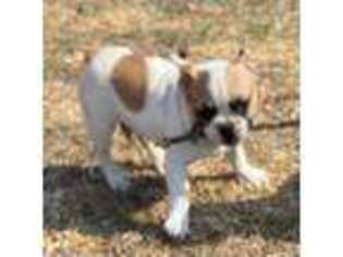 French Bulldog Puppy for sale in Waterville, KS, USA
