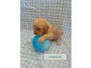 Goldendoodle Puppy for sale in Mount Pleasant Mills, PA, USA