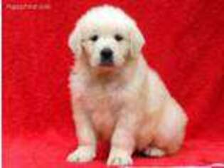 Mutt Puppy for sale in Oxford, PA, USA