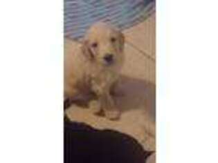 Goldendoodle Puppy for sale in Port Saint Lucie, FL, USA