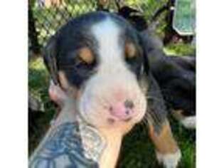 Greater Swiss Mountain Dog Puppy for sale in Woodland, WA, USA