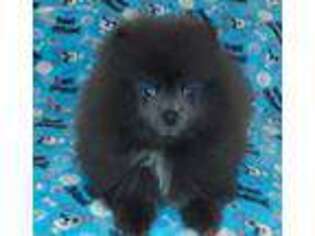 Pomeranian Puppy for sale in Kingman, AZ, USA